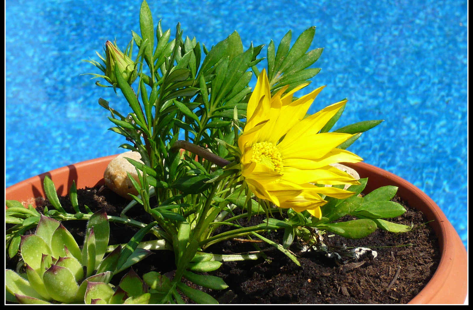 Tapeta flowers__water_and_sky