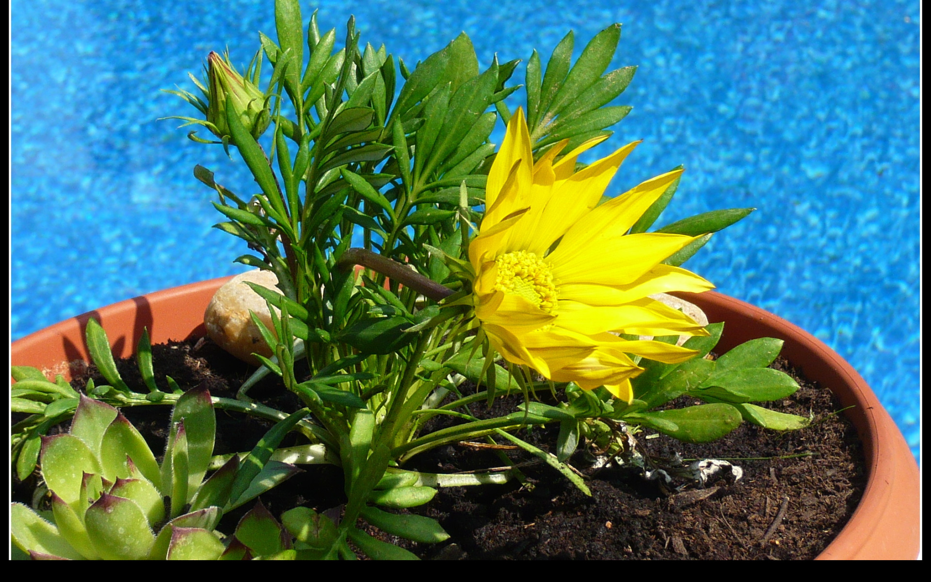 Tapeta flowers__water_and_sky