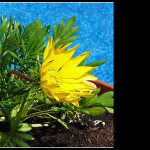 Tapeta flowers__water_and_sky