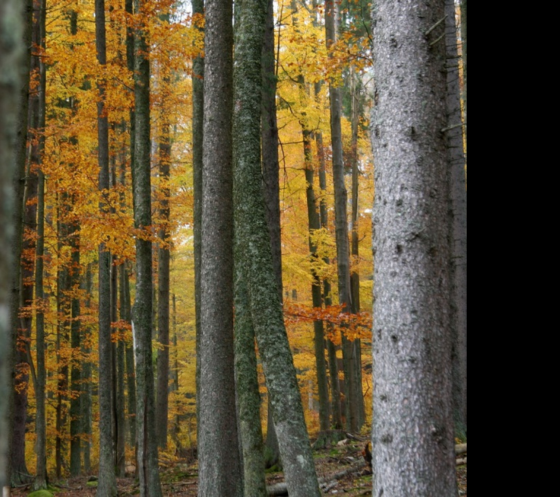 Tapeta forest_8