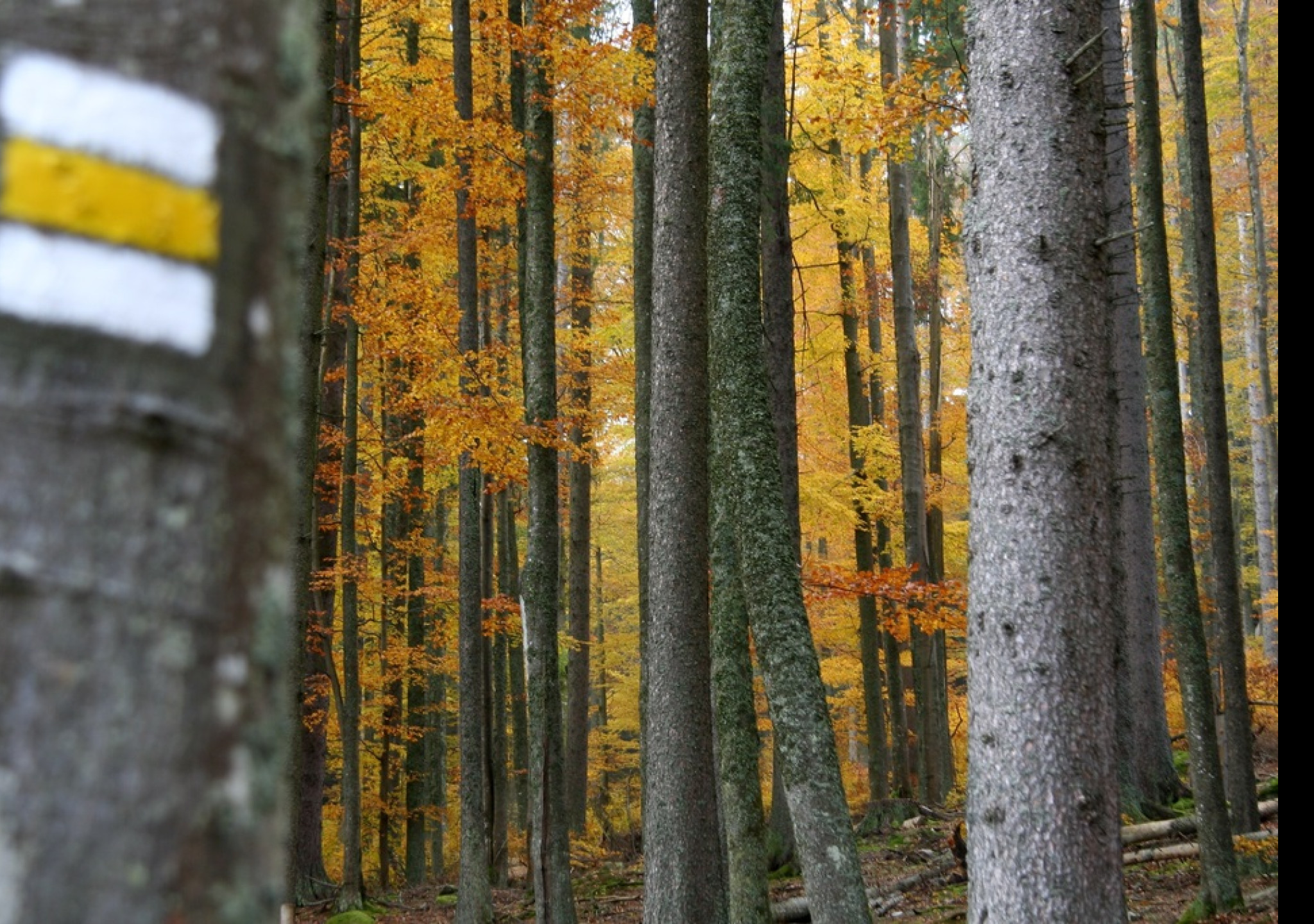 Tapeta forest_8