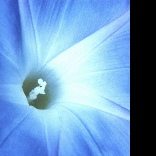 Tapeta fotografiekvetin27