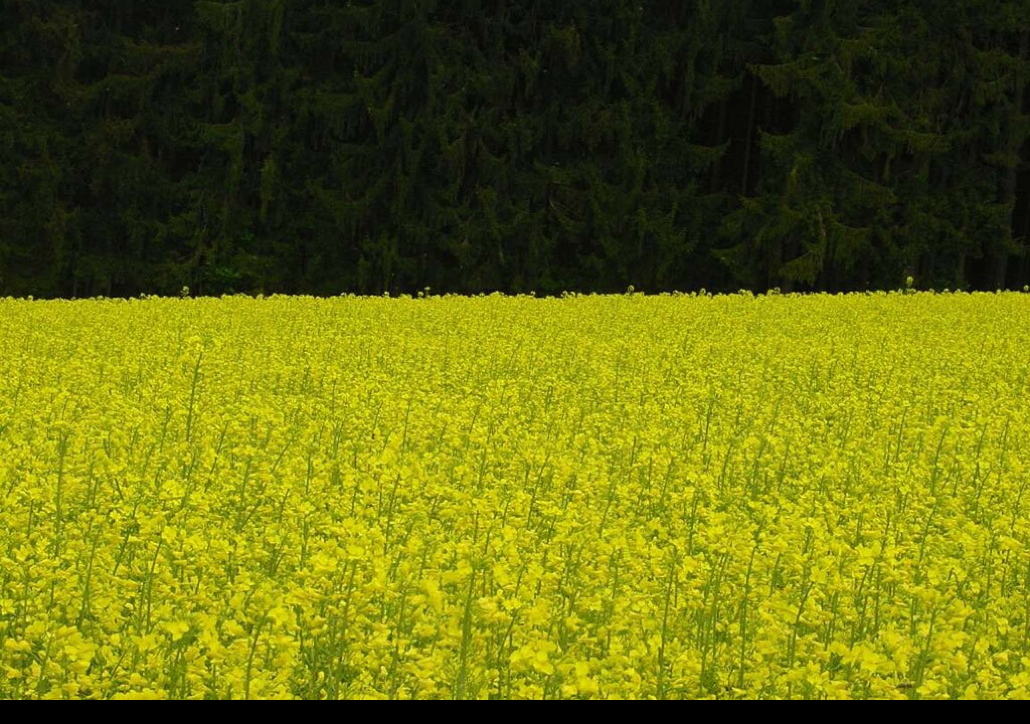 Tapeta fotografiekvetin5
