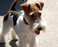 Tapeta Fox Terrier Wire