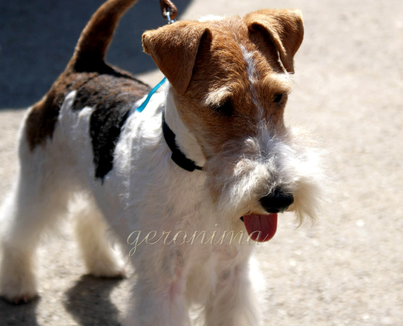 Tapeta fox_terrier_wire