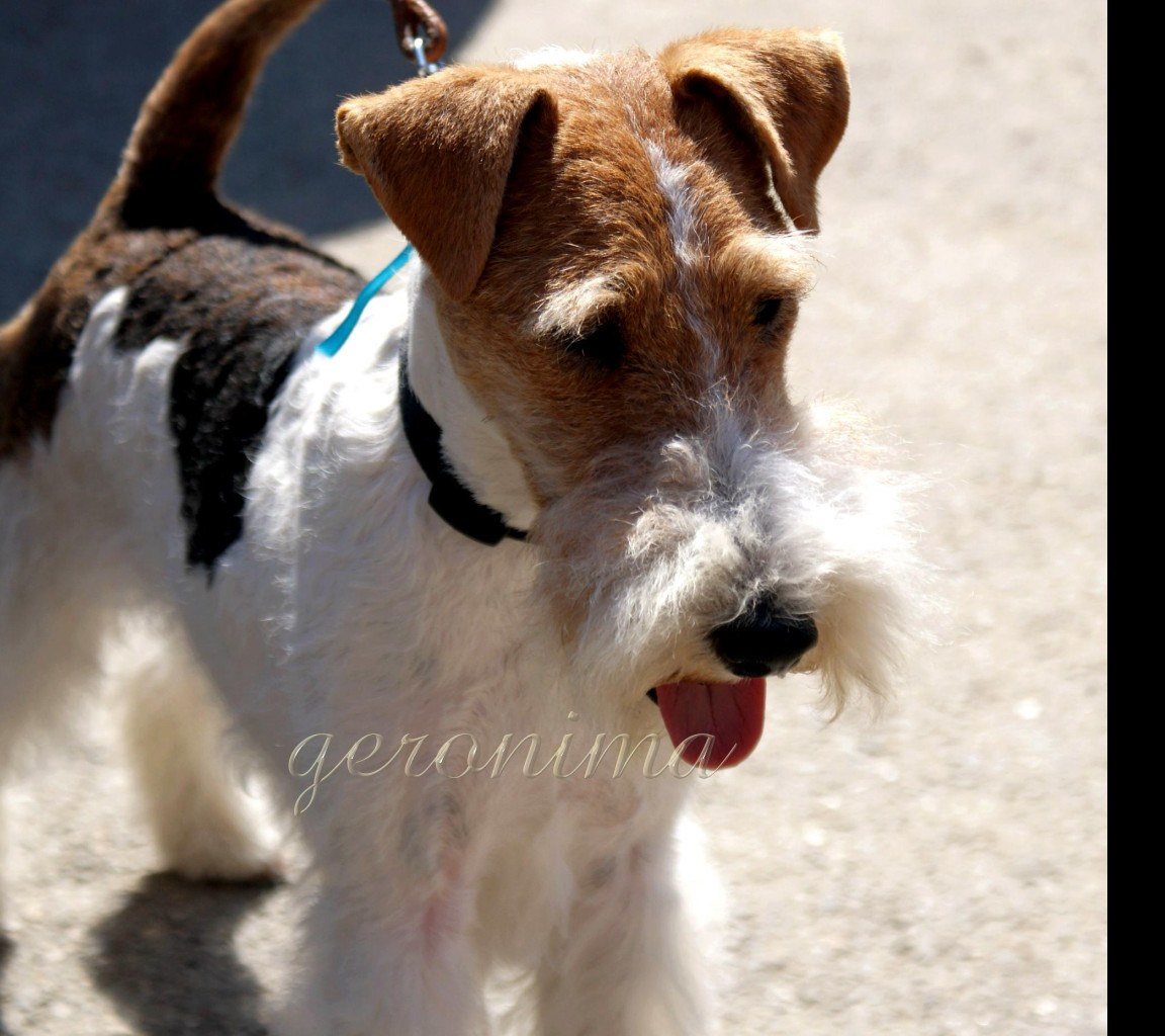 Tapeta fox_terrier_wire