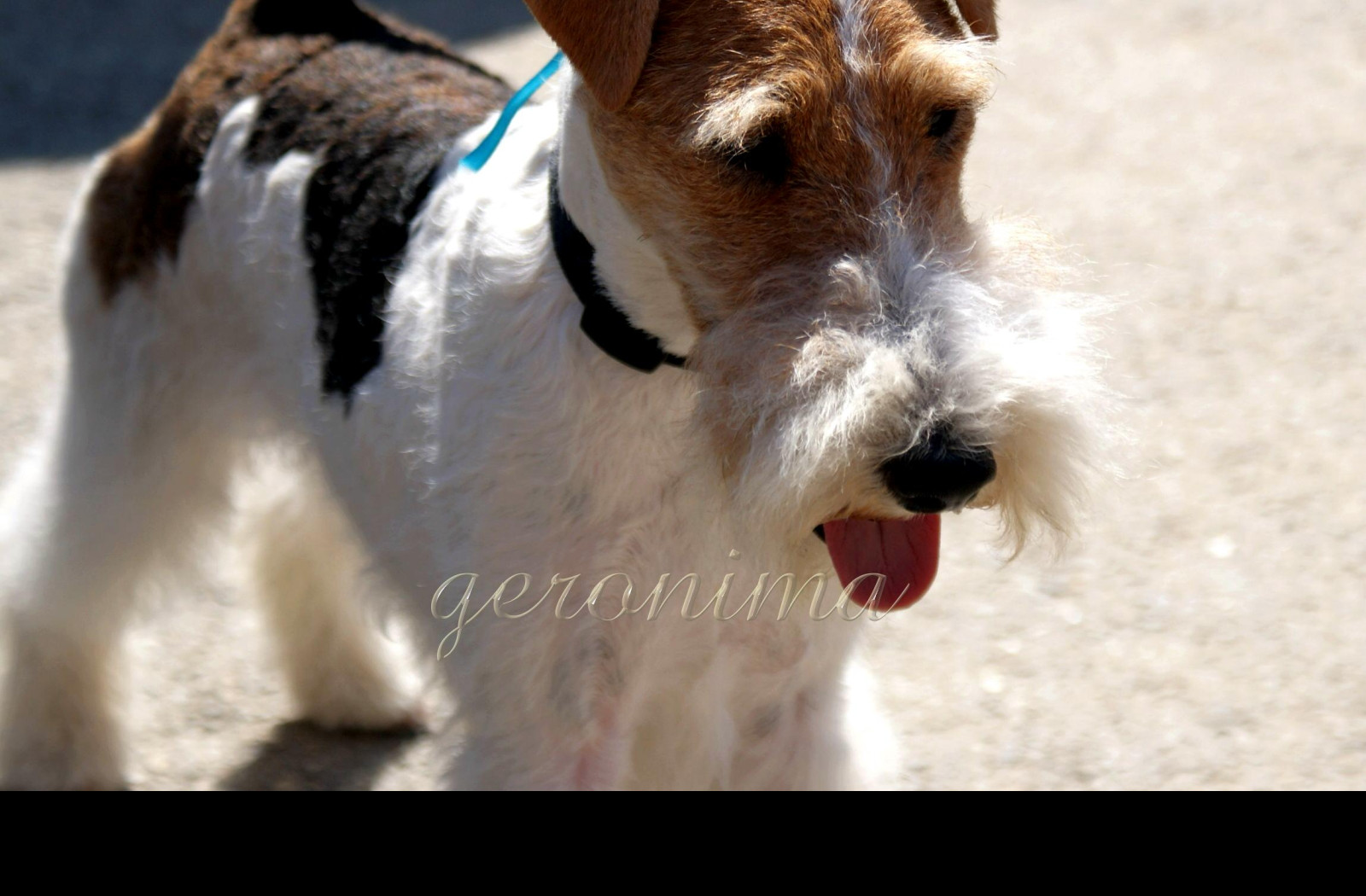 Tapeta fox_terrier_wire