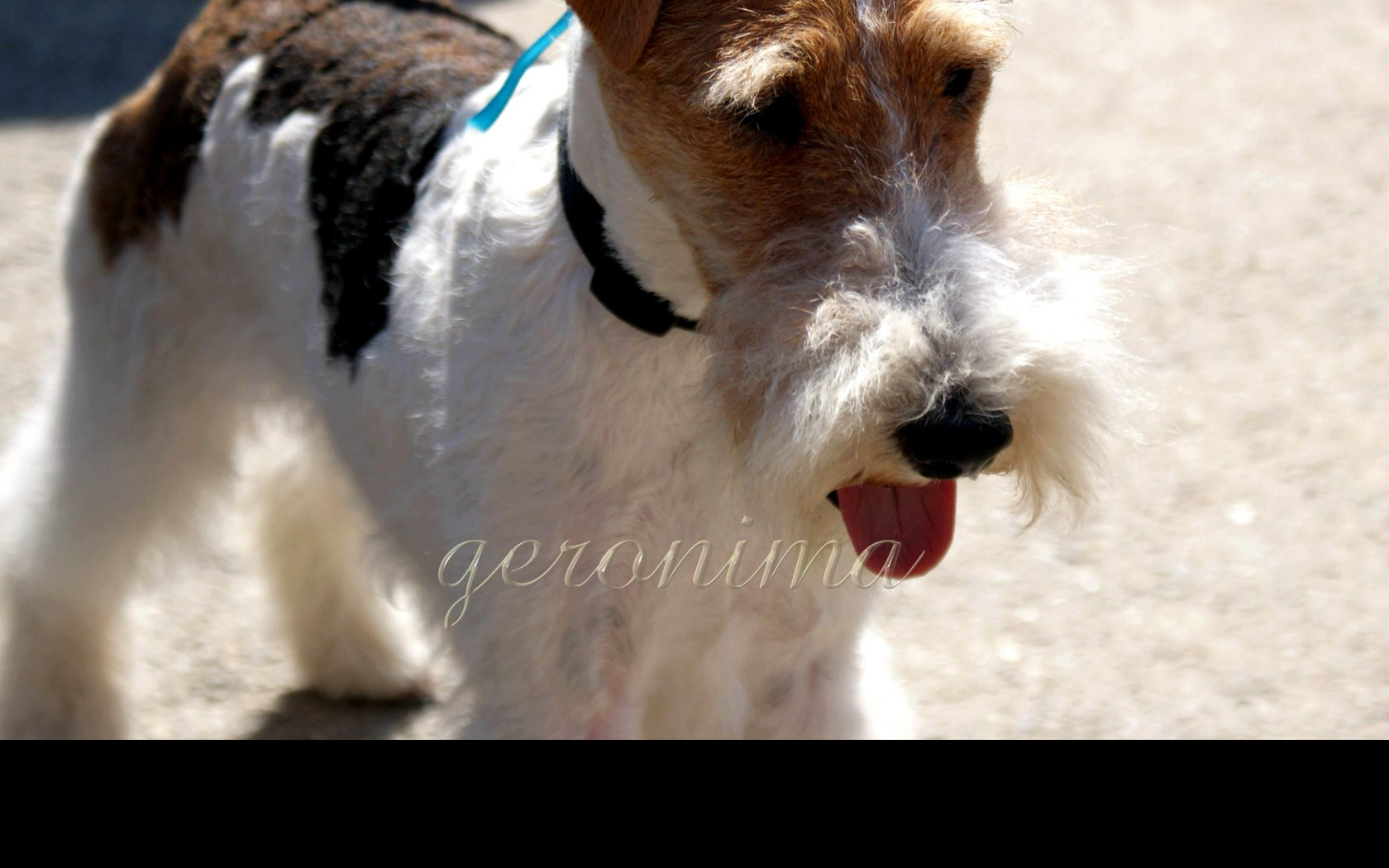 Tapeta fox_terrier_wire