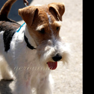 Tapeta fox_terrier_wire