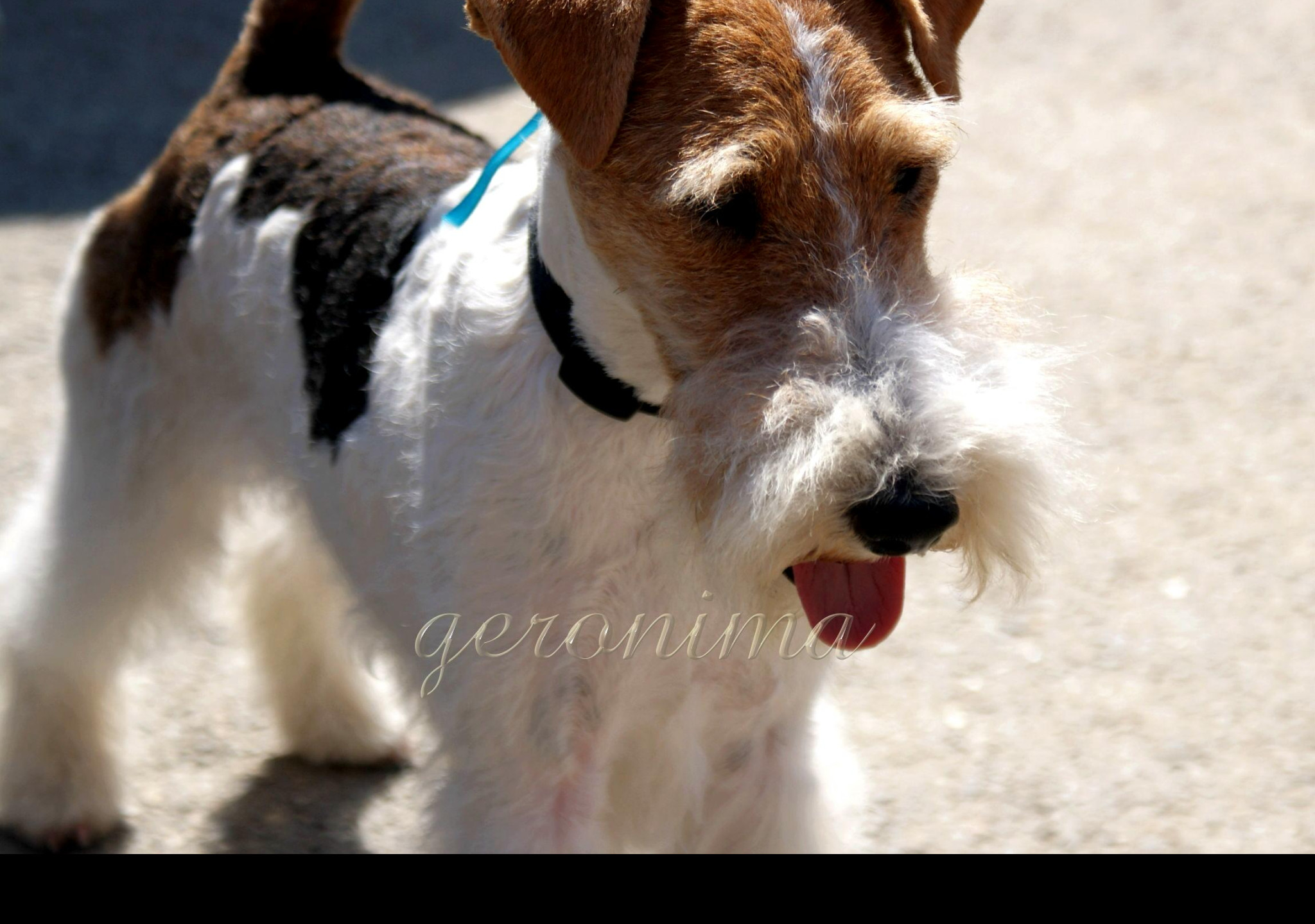 Tapeta fox_terrier_wire