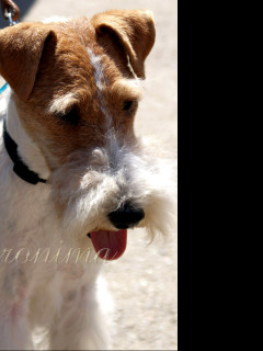 Tapeta fox_terrier_wire