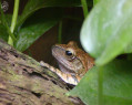 Tapeta Frog on a log