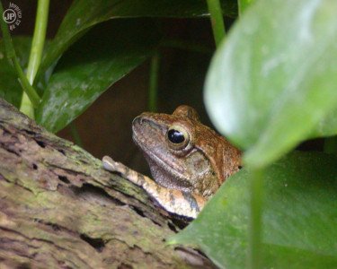 Tapeta: Frog on a log