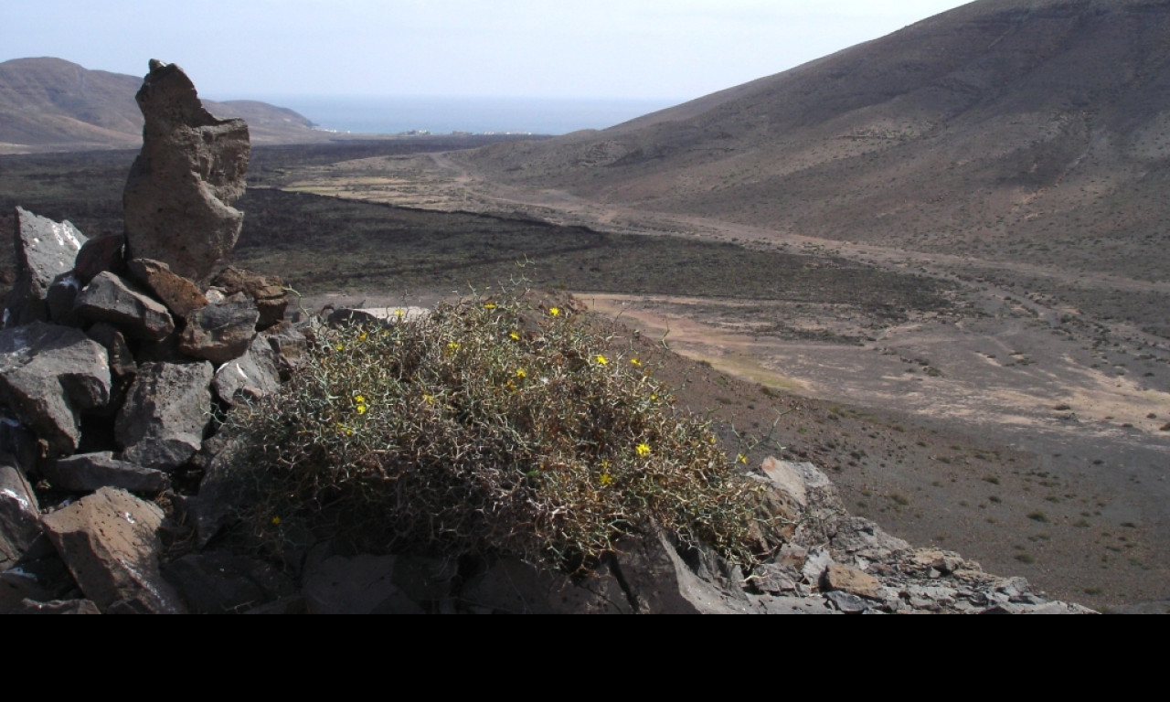 Tapeta fuerteventura_4