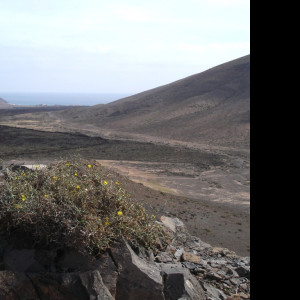 Tapeta fuerteventura_4