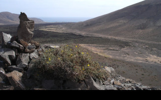 Tapeta fuerteventura_4