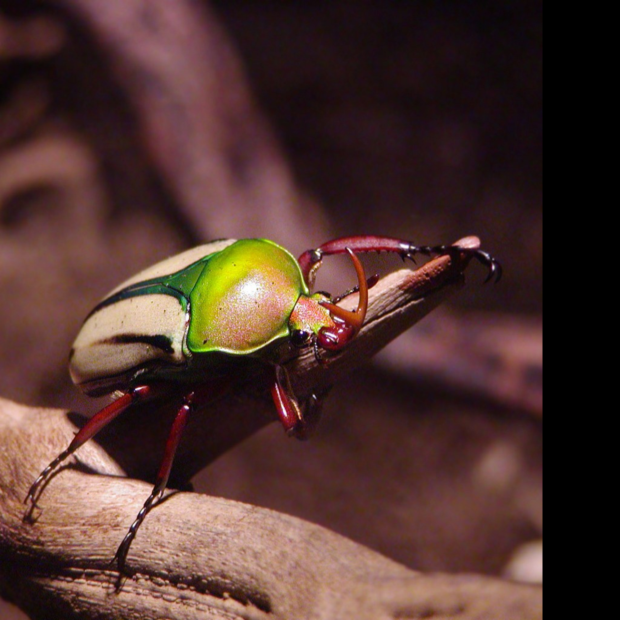 Tapeta funkybug