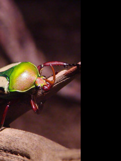Tapeta funkybug