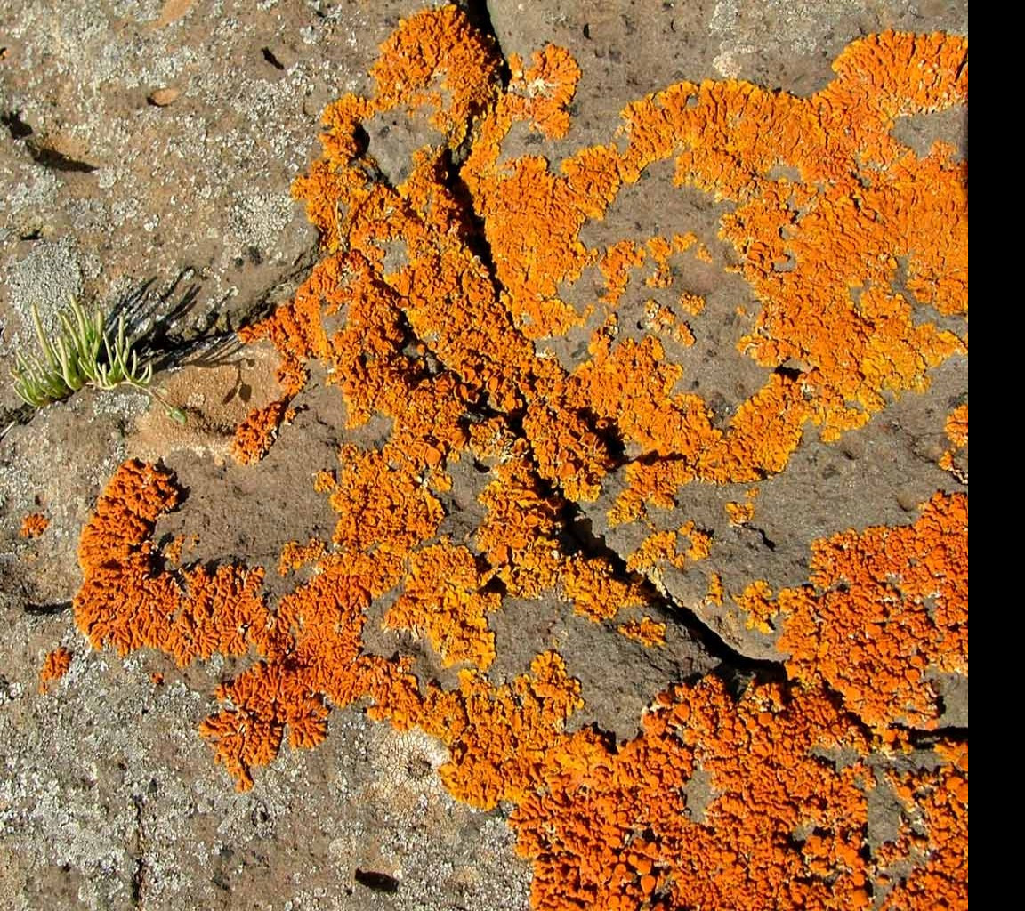 Tapeta funkyfungus