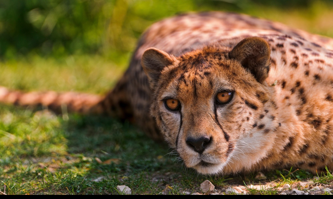 Tapeta gepard_1