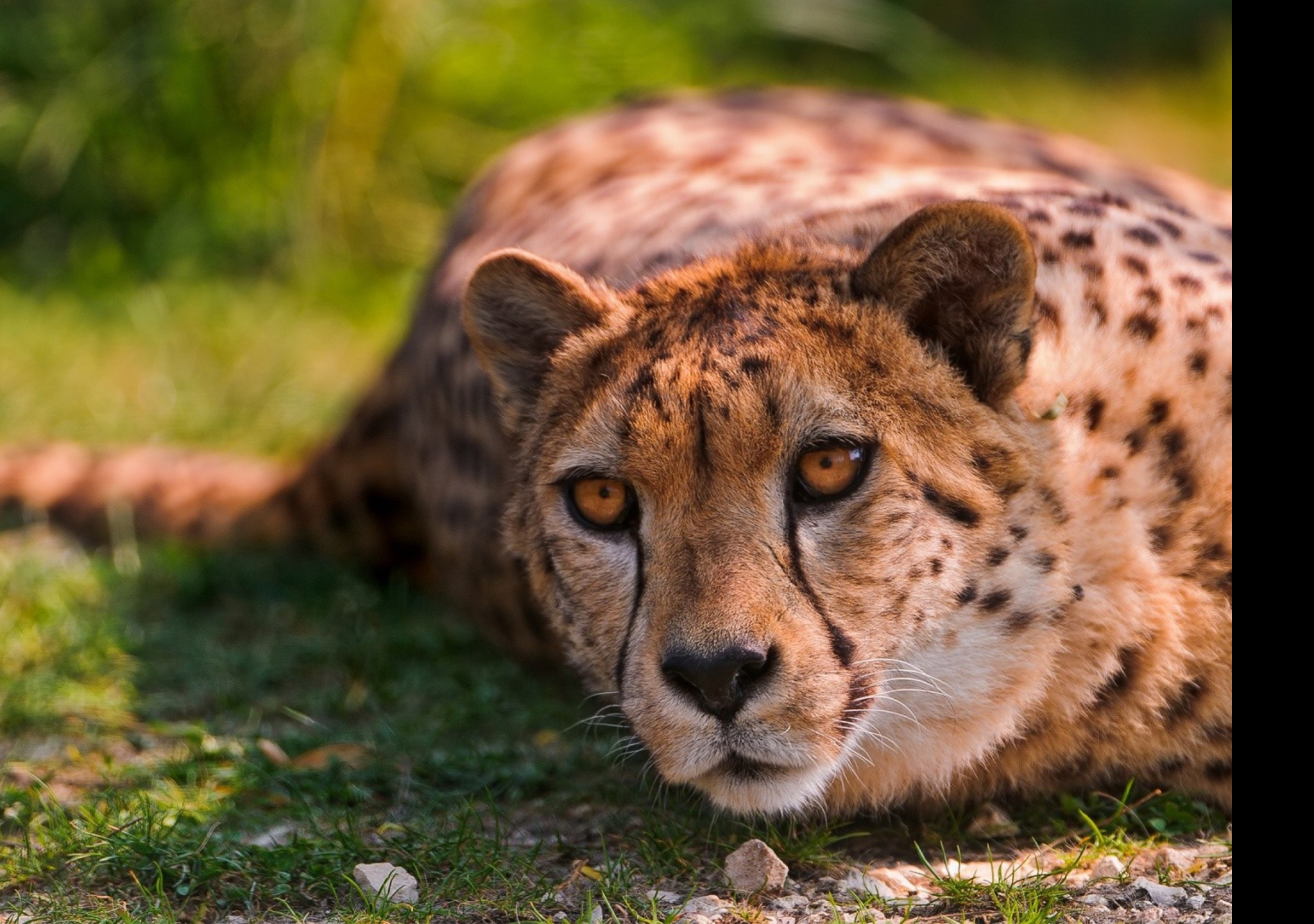 Tapeta gepard_1