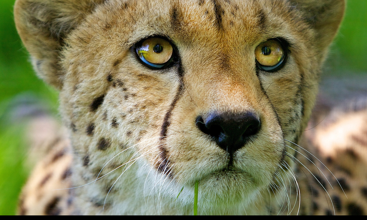 Tapeta gepard_2