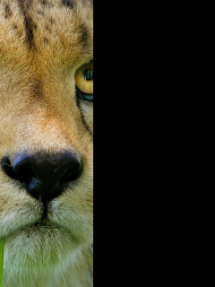 Tapeta gepard_2