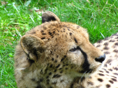 Tapeta: Gepard 2 - Zoo Olomouc