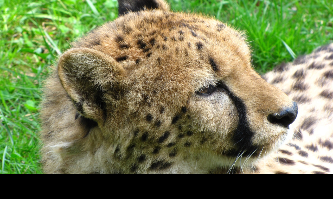Tapeta gepard_2___zoo_olomouc