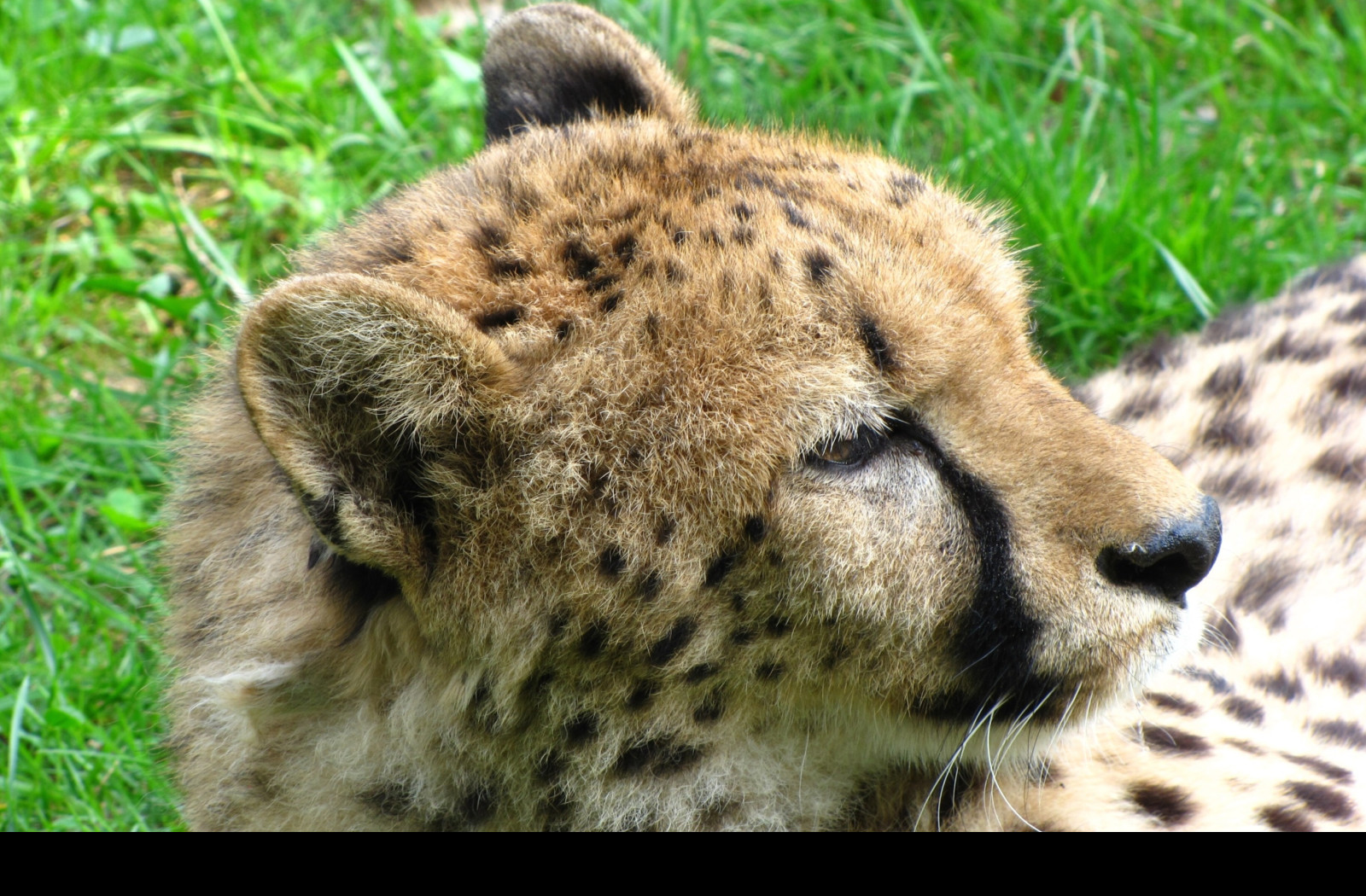 Tapeta gepard_2___zoo_olomouc