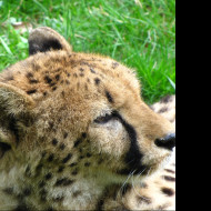 Tapeta gepard_2___zoo_olomouc