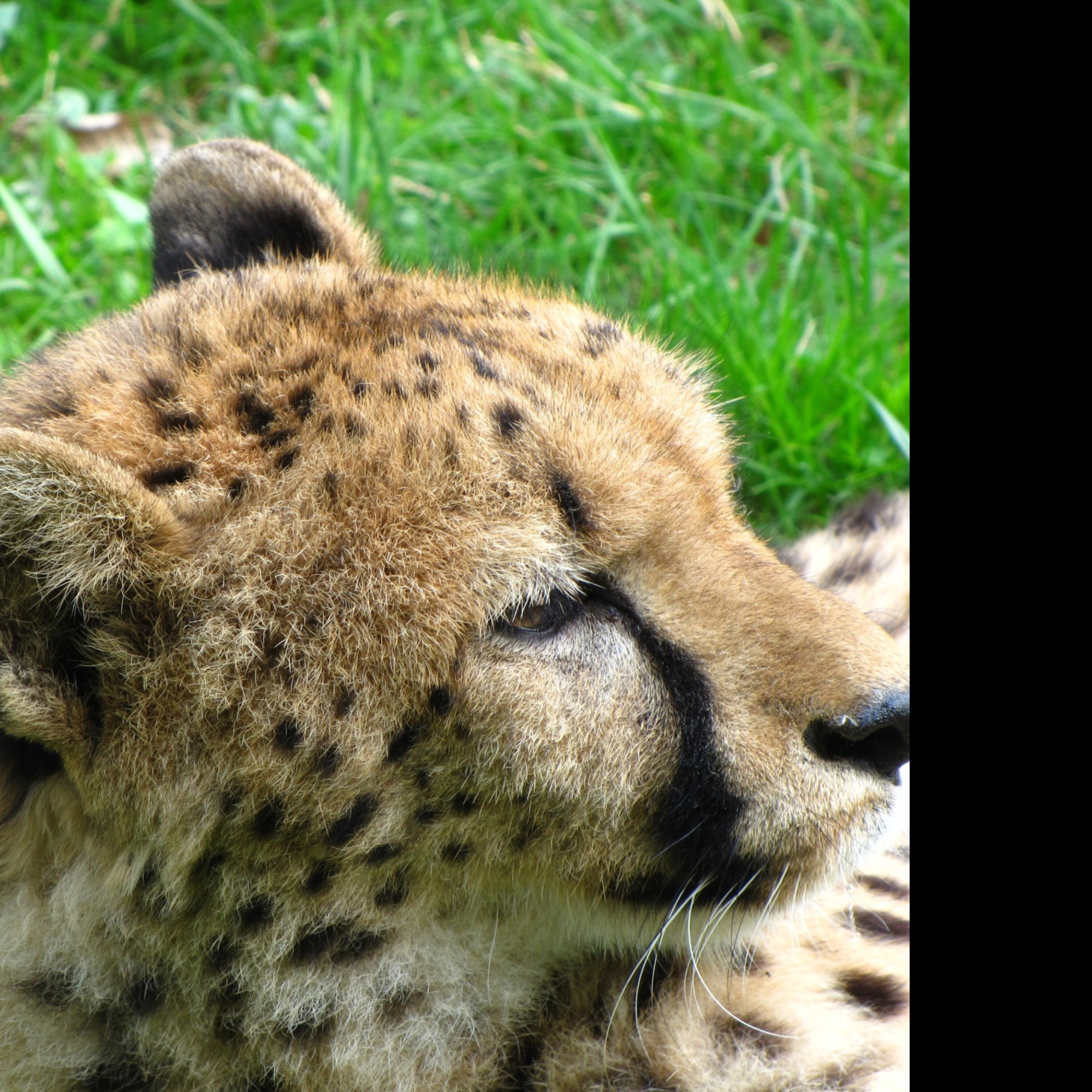 Tapeta gepard_2___zoo_olomouc