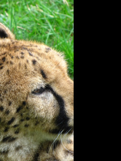 Tapeta gepard_2___zoo_olomouc