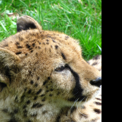 Tapeta gepard_2___zoo_olomouc