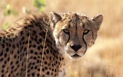Tapeta: Gepard 3