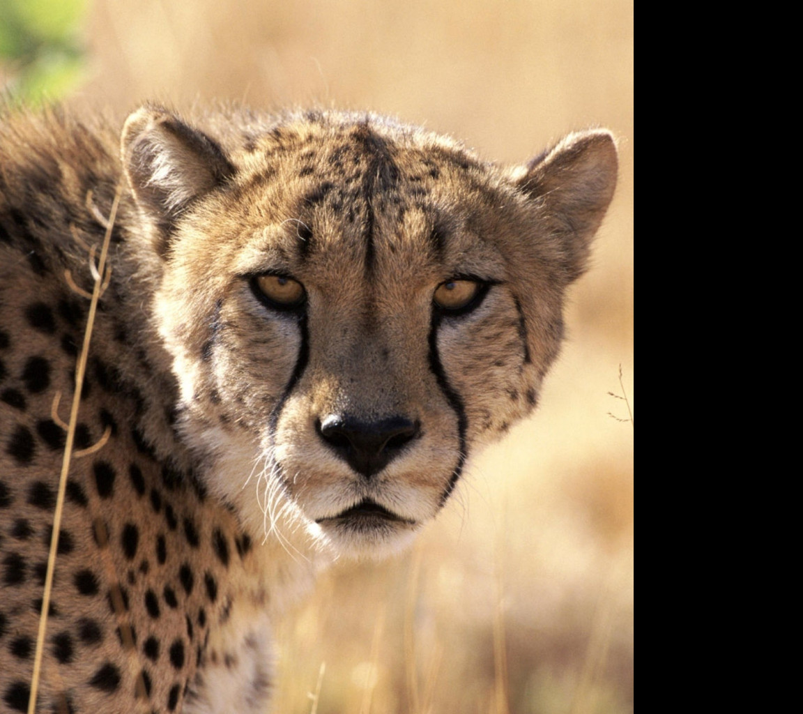 Tapeta gepard_3