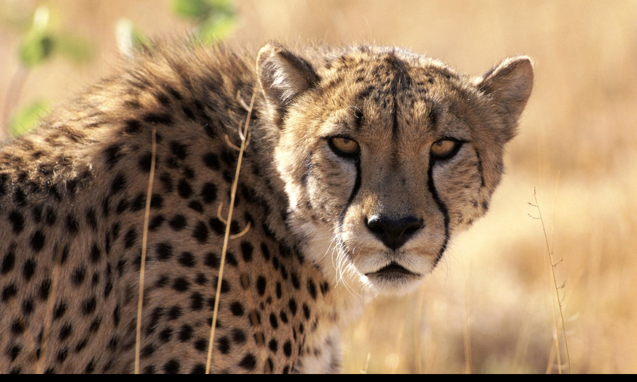 Tapeta gepard_3