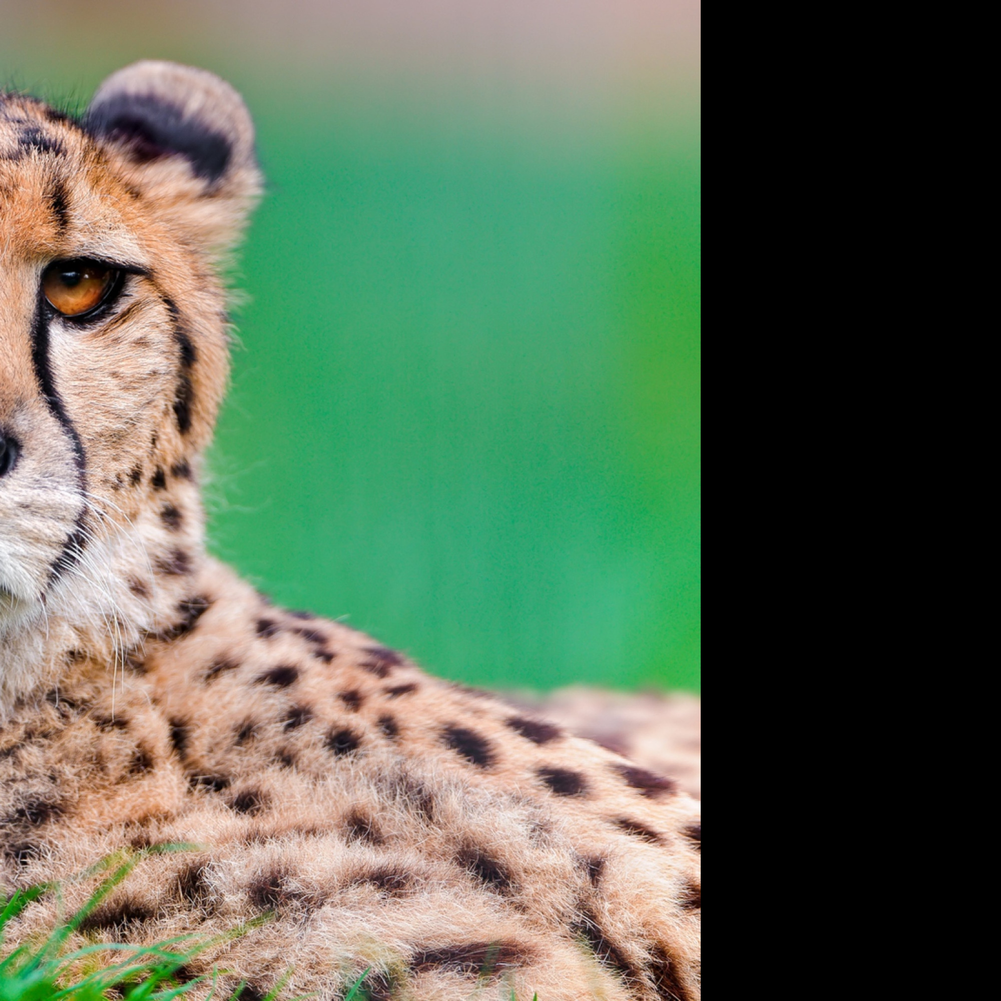 Tapeta gepard_4
