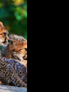 Tapeta gepard_6