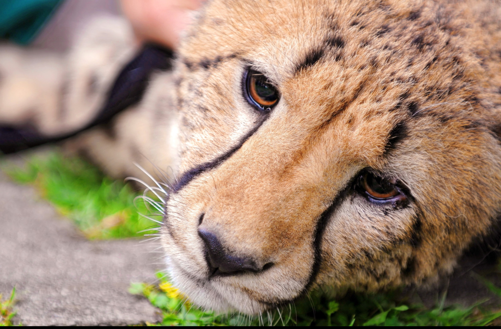 Tapeta gepard_7