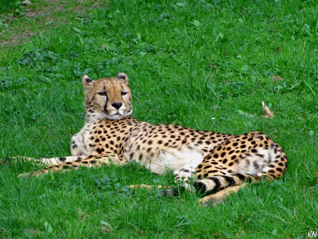 Tapeta gepard___zoo_olomouc