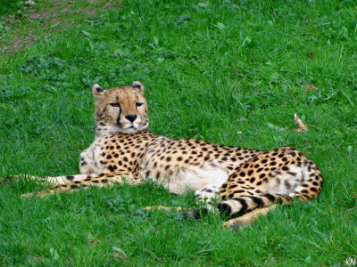 Tapeta: Gepard - Zoo Olomouc