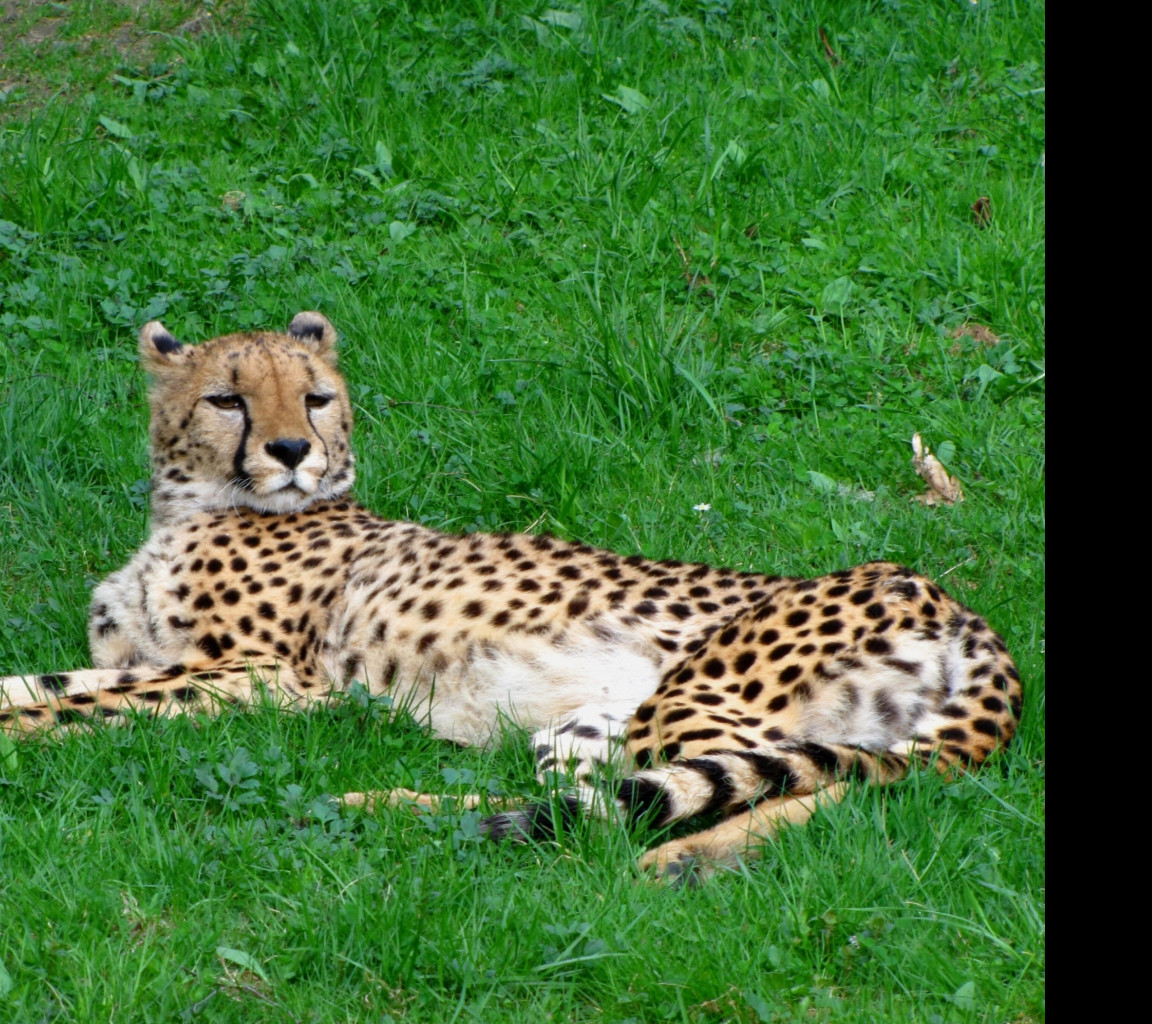 Tapeta gepard___zoo_olomouc