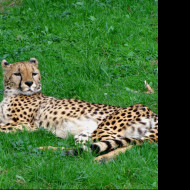 Tapeta gepard___zoo_olomouc