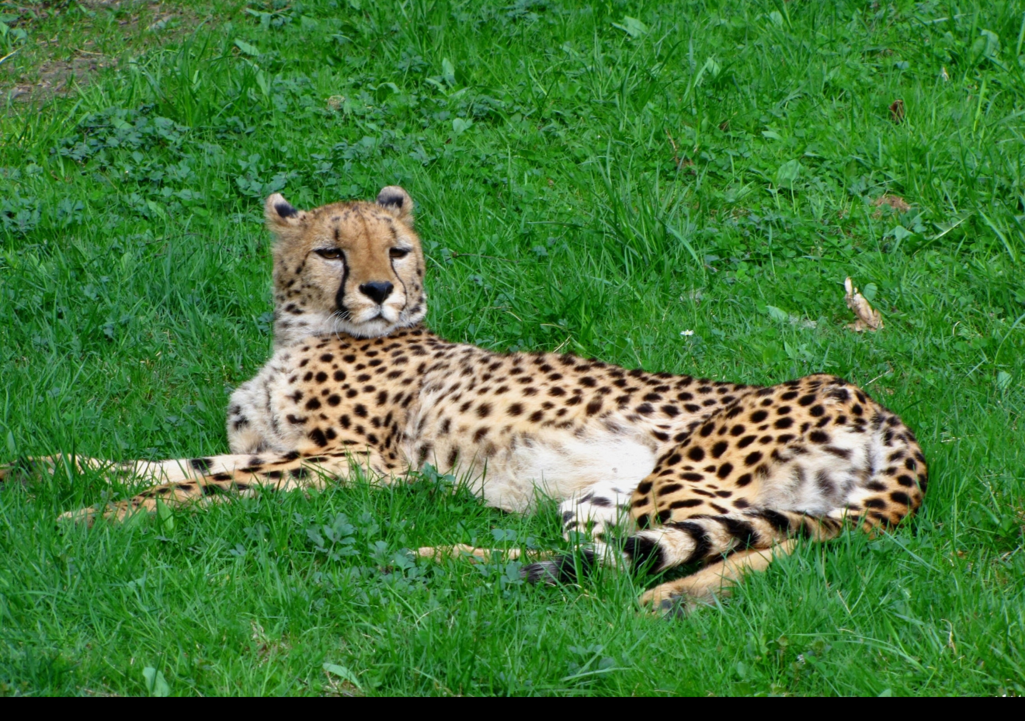 Tapeta gepard___zoo_olomouc