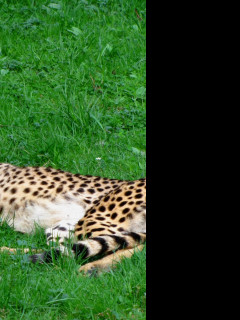 Tapeta gepard___zoo_olomouc