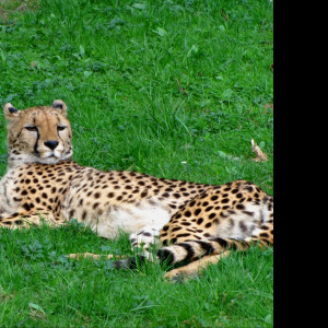 Tapeta gepard___zoo_olomouc