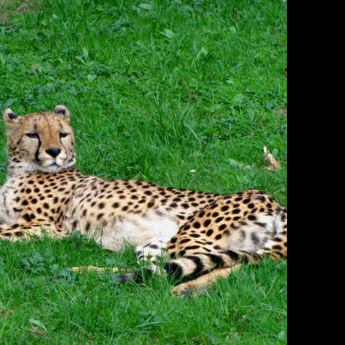 Tapeta gepard___zoo_olomouc