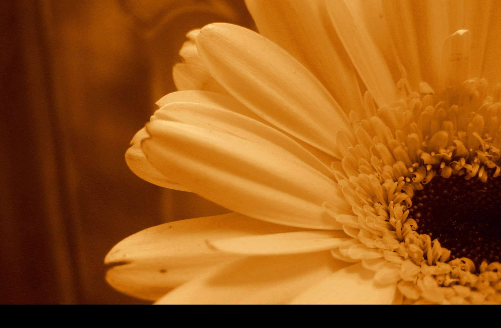 Tapeta gerbera