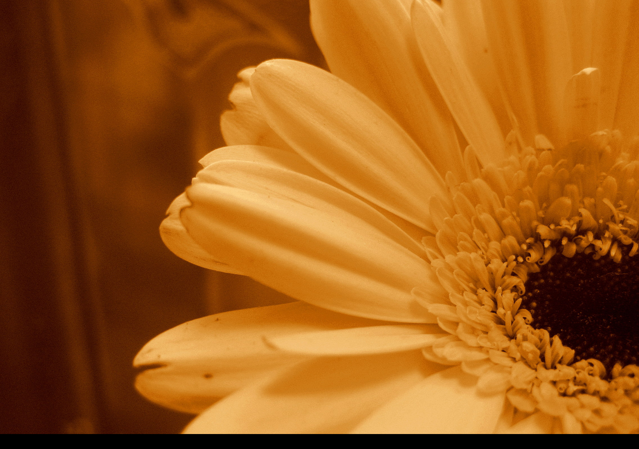 Tapeta gerbera